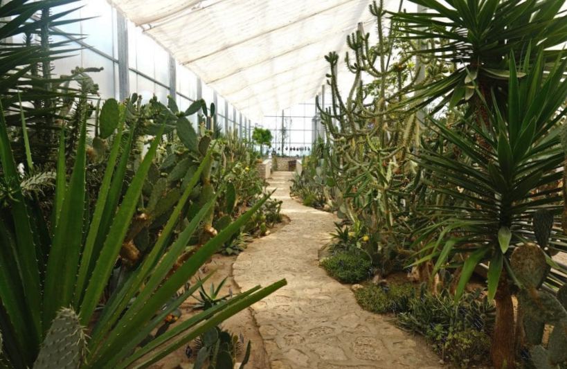 Collection of giant cacti
